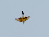 Western - Scissor-tailed hybrid - 5-8-11 Presidents Island - Memphis