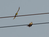 Western - Scissor-tailed hybrid - 5-8-11 Presidents Island - pair courting.jpg