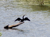 Anhinga - 5-14-11 male - Horn Lake Cut-off - Riverport Road Ensley.