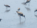 Willet - 5-6-11 Western Willet - Ensley with W. Phalarope, Stilt and Lesser Yl.jpg