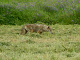 Coyote - 5-14-11 - Hunting Ensley.