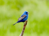 Blue Grosbeak - 5-14-11 Male - Ensley