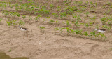 Black-necked Stilt- Lake Co. Cotton Field Youngsters.