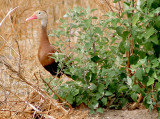Black-bellied Whistling Duck - 7-28-2011 - Ensley - parent with hidden young.jpg