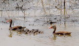 Black-bellied Whistling Duck - 8-2-2011 Adults with 16 young.
