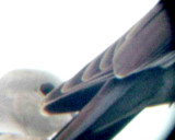 White-winged Dove - 8-10-2011 - Presidents Is. - imm. wing.
