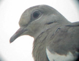 White-winged Dove - 8-10-2011 - Presidents Is. 3rd adult - head