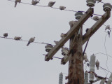 White-winged Dove - 8-10-2011 - Presidents Is. - 3rd adult hiding.