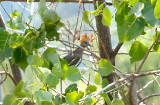 White-winged Dove - 8-12-2011 - Presidents Is. - calling male through leaves.