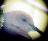 White-winged Dove - 8-12-2011 - Presidents Is. calling male - 