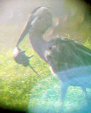 Great Blue Heron - 8-14-2011 - Rat Hunter 
