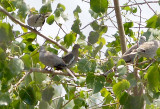 White-winged Dove - 8-17-2011 - Presidents Is.