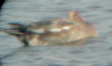 Eurasian Wigeon - 10-16-2011 molting male - Benwood Lake AR.