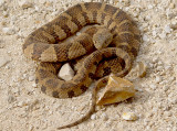 Northern Water Snake - 10-23-2011 - Pace Point.