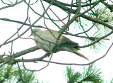 Eurasian Collared-Dove - 10-27-2011 Presidents Island odd wing color.jpg