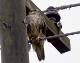 Prairie Falcon - 11-27-2011 immature - Tunica Co. MS -