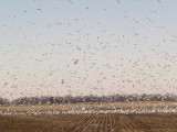 Tunica Gulls -  12-10-2011 -