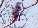 Red-tailed Hawk - 11-30-2011 - imm. borealis Tunica Co. MS