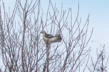 Red-tailed Hawk - 12-1-2011 - imm. Kriders - Ensley Bottoms.