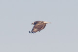 Red-tailed Hawk - 12-10-2011 - Light Morph-  Harlans - Tunica Co. MS.