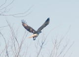 Red-tailed Hawk - 12-10-2011 - Light Morph - Harlans - Tunica Co. MS - Back.