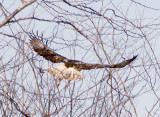 Red-tailed Hawk - 12-10-2011 - Light Morph - Harlans - Tunica Co. MS - tail.