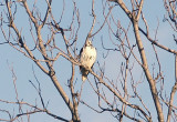 Red-tailed Hawk - 12-28-2011 -  light morph Harlans - Tunica Co. MS.