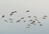 Black-bellied Whistling Duck - 1-7-2012 - Ensley - in commng Whistlers