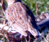 Western Meadowlark - 1-15-2012 - cross barring on tail.