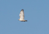 Red-tailed Hawk - 1-14-2012 - Kriders adult - patagial bar