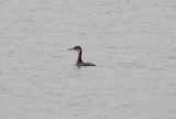 Red-necked Grebe - 1-21-2012 - 1st winter - Robco -