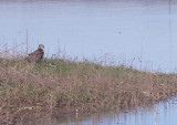 Whistler and Red-tailed Hawk - 