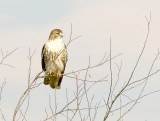 Red-tailed Hawk -  imm. Ensley borealis 