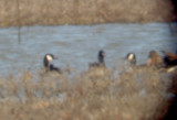 Cackling Goose - 1-29-2012 - 2 of 3  Lauderdale Co. TN.