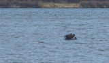Common Loon - 2-5-2012  - Shelby Co. TN.