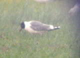 Franklins Gull - 2-5-2012 - Tunica Co. MS - adult
