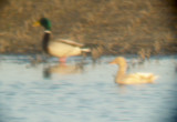 Mallard - 1-28-2012 - male with leucistic hen - Dyer Co. TN.