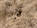 Long-eared Owl - 2-12-2012 - caught on fence