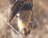 Long-eared Owl - 2-12-2012 - caught on fence - male.