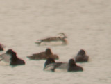 Long-tailed Duck - 2-16-2012 - TVA Lake - female -