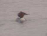 Common Merganser - 2-18-2012 - adult female - Robco Lake