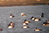 Long-tailed Duck - 2-19-2012  preening female - TVA Lake.