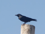 Fish Crow - 2-26-2012 Raliegh Shelby Co. TN.