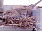 Mourning Dove - 4-8-2012 - with hatchling.