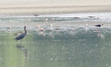 Little Blue Heron - 4-14-2012 - Ensley Bottoms.