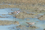 Semipalmated Plover - 4-15-2012 - Ensley.