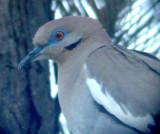 White-winged Dove - 5-12-2012 - Pesidents Island.