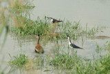 Black-necked Stilt - 5-20-2012 - defending nest 2.