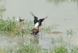 Black-necked Stilt - 5-20-2012 - defending nest 3.