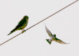 Western Kingbird - 5-26-2012 Attacking Kestrel at Nest.
